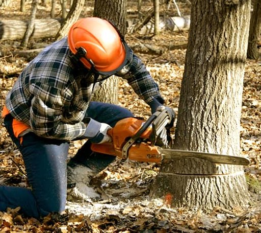 Tree Removal in Carp Lake, MI